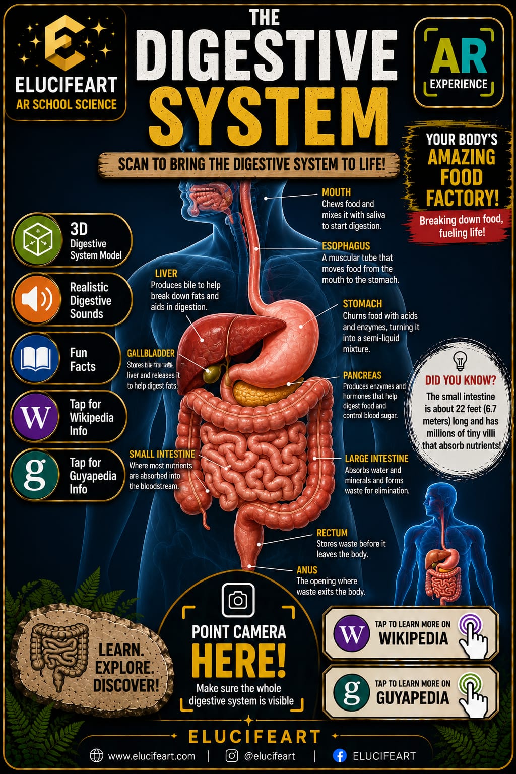 Human Anatomy AR