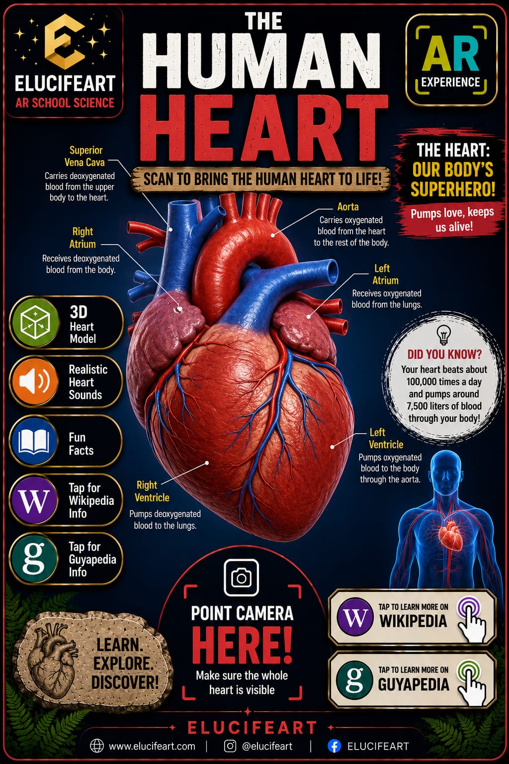 The Human Heart